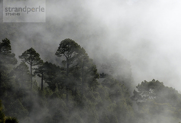 Nebelwald  Nationalpark Caldera de Taburiente  La Palma  Kanarische Inseln  Spanien Caldera de Taburiente Nationalpark