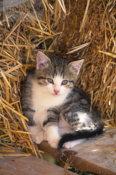 Junge Katze im Stroh liegend  Nordtirol  Österreich  Europa