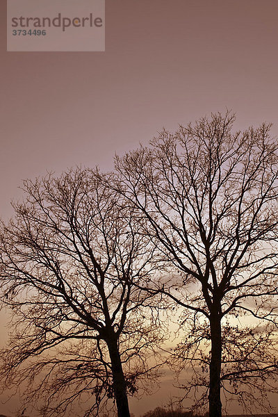 Bäume im warmen Abendlicht