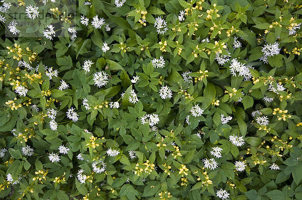 Goldnessel (Lamium galeobdolon) und Bärlauch (Allium ursinum)