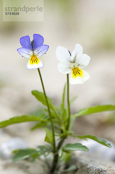 Echtes Stiefmütterchen (Viola tricolor)  Pielach bei Loosdorf  Oberösterreich  Österreich  Europa