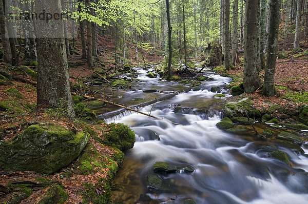 Kleine Ohe  Nationalpark Bayerischer Wald  Bayern  Deutschland  Europa