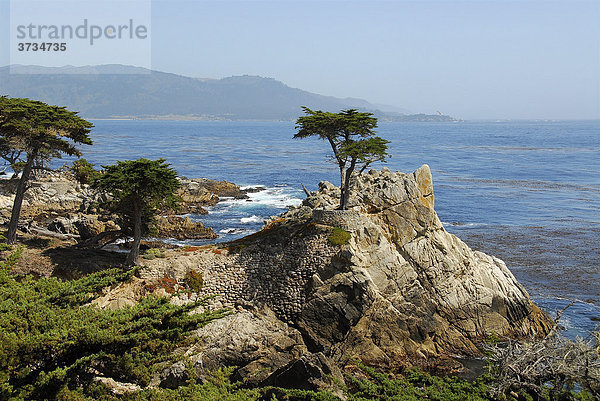 Einsame Zypresse am 17-Mile Drive  Kalifornien  USA  Nordamerika