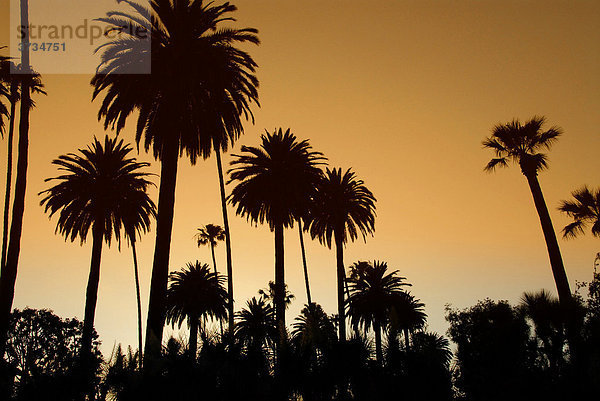Palmen in Los Angeles  Kalifornien  USA  Nordamerika