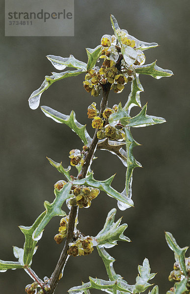 Dreiblättrige Mahonie (Mahonia trifoliolata) (Berberis trifoliolata)  Blüte nach Eisregen  San Antonio  Hill Country  Texas  USA