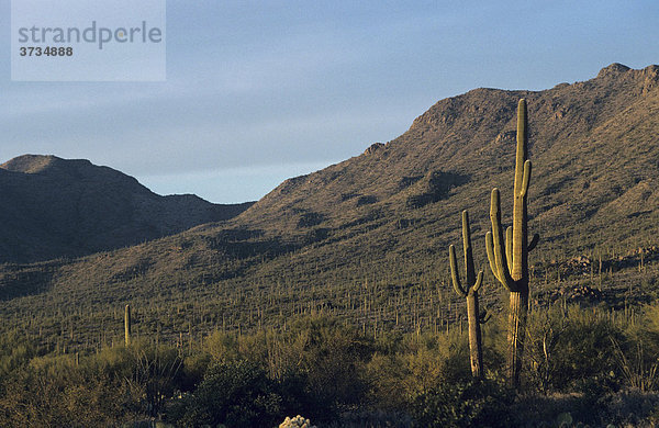 Saguaro Kaktus (Carnegiea gigantea)  Saguaro-Nationalpark  Tucson  Sonora-Wüste  Arizona  USA