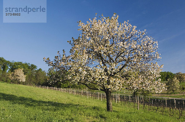 Weinberge mit Apfelbäumen in voller Blüte  Nationalpark Neusiedler See  Burgenland  Österreich  Europa