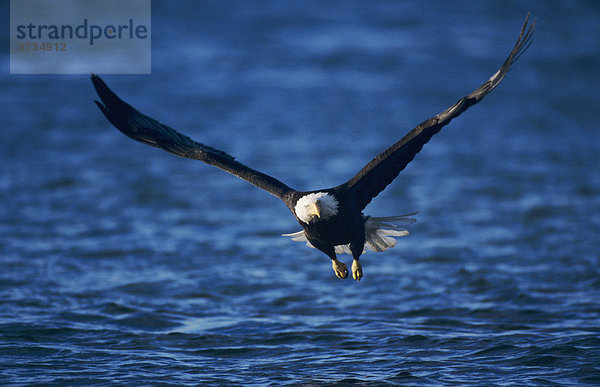 Weißkopfseeadler (Haliaeetus leucocephalus)  ausgewachsenes Tier im Flug  fischend  Homer  Alaska  USA