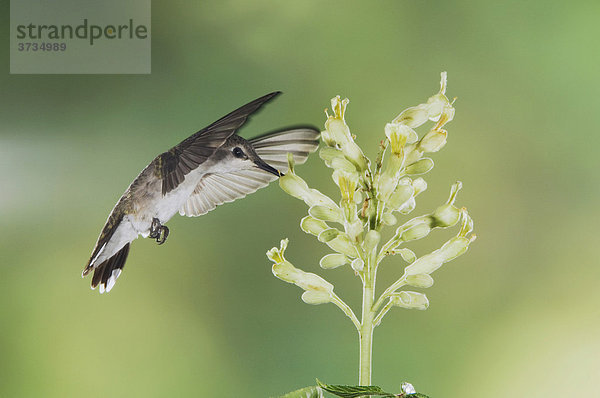 Schwarzkinnkolibri (Archilochus alexandri)  Weibchen im Flug frisst an Blüte einer Ohio-Rosskastanie (Aesculus glabra)  Uvalde County  Hill Country  Texas  USA