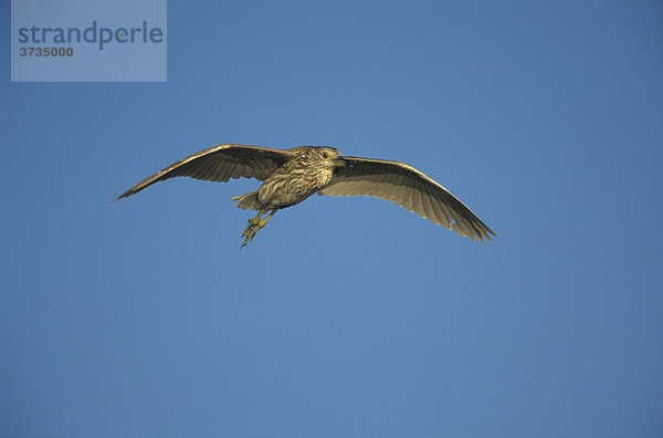 Nachtreiher (Nycticorax nycticorax)  Jungvogel im Flug  Port Aransas  Texas  USA