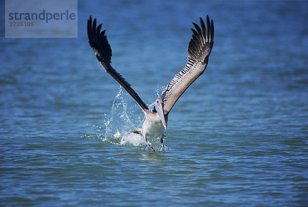Braunpelikan (Pelecanus occidentalis)  Jungvogel fliegt los  Sanibel Island  Florida  USA