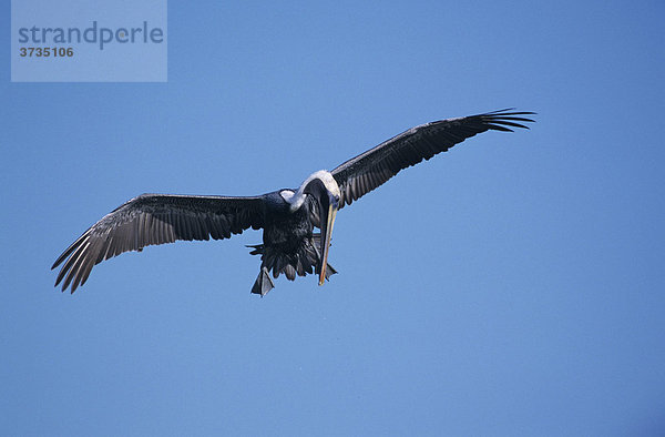 Braunpelikan (Pelecanus occidentalis)  Altvogel im Flug  Sanibel Island  Florida  USA