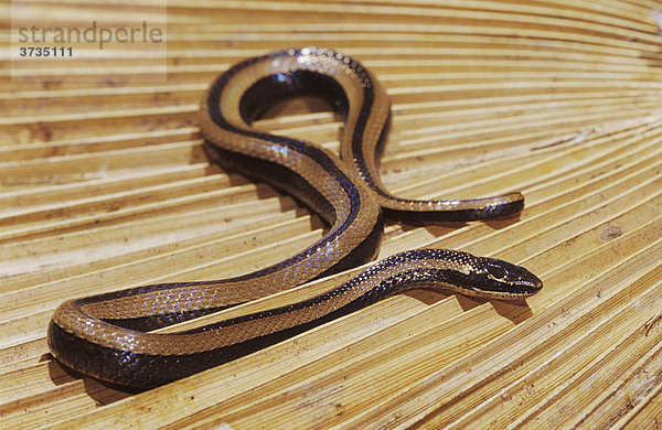 Black-Striped Snake Natter (Coniophanes imperialis)  Alttiver auf totem Palmwedel  Cameron County  Rio Grande-Tal  Texas  USA