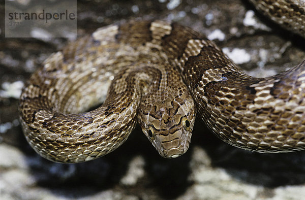 Bullennatter (Pituophis catenifer sayi)  Alttier  Willacy County  Rio Grande-Tal  Texas  USA