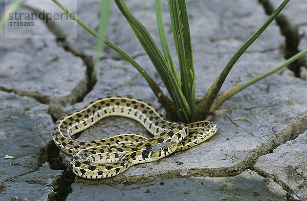 Karierte Strumpfbandnatter (Thamnophis marcianus marcianus)  ausgewachsenes Exemplar auf rissigem ausgetrocknetem Tümpelboden  Lake Corpus Christi  Texas  USA