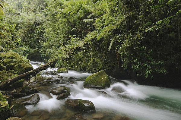 Gebirgsbach im Nebelwald  La Paz Waterfall Gardens  Central Valley  Costa Rica  Mittelamerika