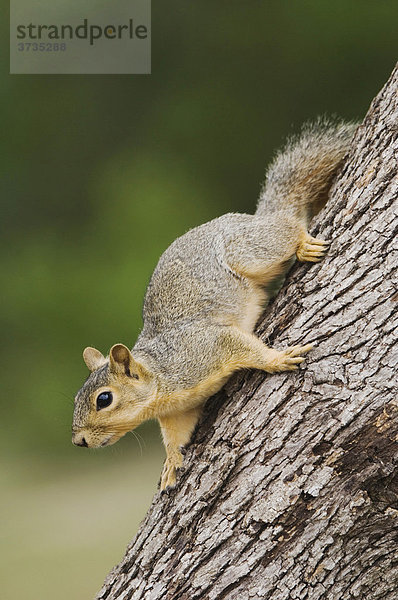 Fuchshörnchen (Sciurus niger)  ausgewachsenes Tier auf Baum  Uvalde County  Hill Country  Zentraltexas  USA