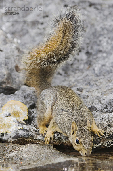 Fuchshörnchen (Sciurus niger)  ausgewachsenes Tier trinkt von einem Tümpel  der von einer Quelle gespeist wird  Uvalde County  Hill Country  Zentraltexas  USA