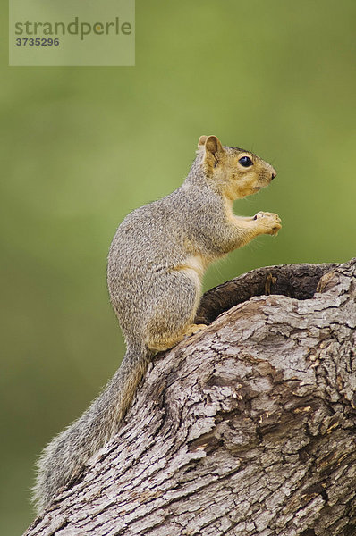 Fuchshörnchen (Sciurus niger)  ausgewachsenes Tier auf Baum  Uvalde County  Hill Country  Zentraltexas  USA