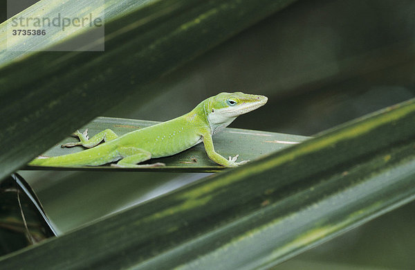 Rotkehlanolis (Anolis carolinensis)  Alttier auf Palmblatt  Sabal Palm Sanctuary  Rio Grande Valley  Texas  USA