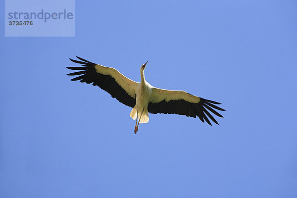 Weißstorch (Ciconia ciconia)