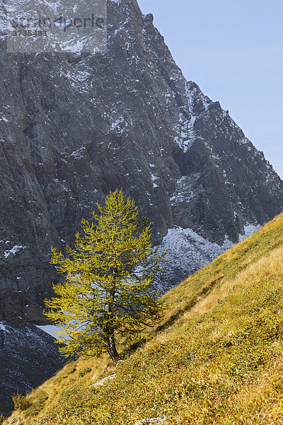 Nadelbaum  Kiefer  Hang  Berge  Schnee  Piemont  Italien  Europa