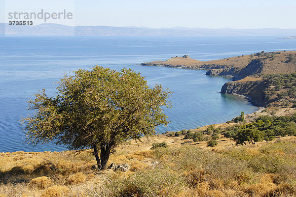 Einzelner Baum über felsiger Küste bei Tsichranda  Insel Lesbos  Ägäis  Griechenland  Europa
