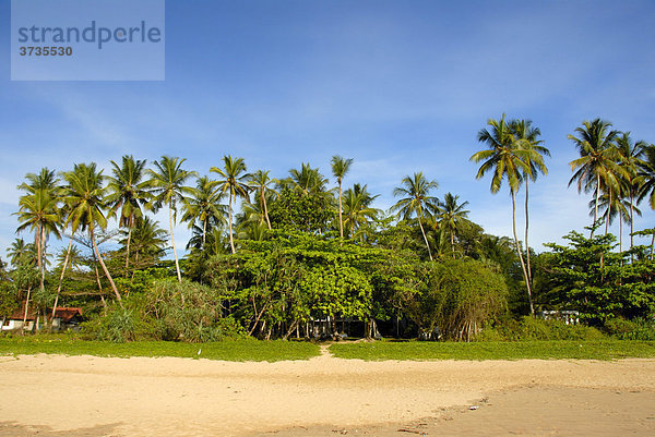 Sandstrand mit Palmen gesäumt  Talalla bei Dondra  Indischer Ozean  Ceylon  Sri Lanka  Südasien  Asien