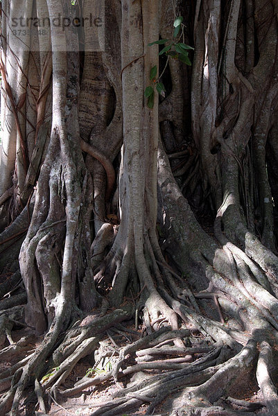 Verzweigter Stamm mit Wurzeln  Bodhi Baum (Ficus religiosa)  Talalla bei Dondra  Ceylon  Sri Lanka  Südasien  Asien