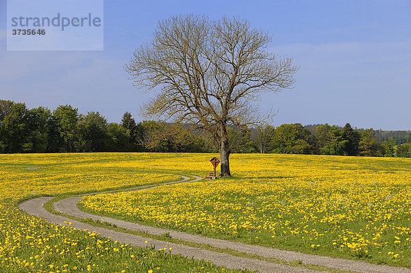 Frühlingswiese mit Baum  Aitrang  Ostallgäu  Bayern  Deutschland  Europa