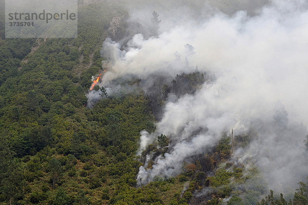 Waldbrand im bewaldeten Parque Natural de Madeira  Portugal  Europa