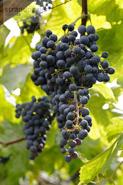 Weintraube (Vitis vinifera) wächst auf Madeira  Portugal  Europa