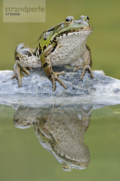 Wasserfrosch (Rana esculenta  Pelophylax kl. esculentus) mit Spiegelbild