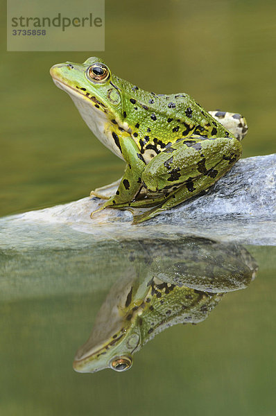 Wasserfrosch (Rana esculenta  Pelophylax kl. esculentus) mit Spiegelbild