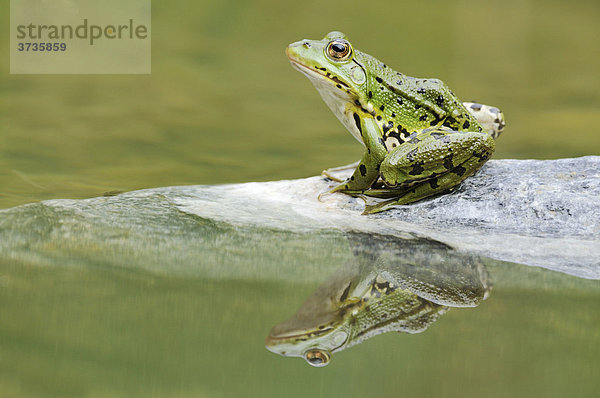 Wasserfrosch (Rana esculenta  Pelophylax kl. esculentus) mit Spiegelbild