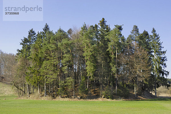 Mit Kiefern (Pinus sylvestris) und Fichten (Picea abies) bewachsener Drumlin  glaziale Geländeform  Naturschutzgebiet Seenplatte Seeon  nördlicher Chiemgau  Bayern  Deutschland  Europa