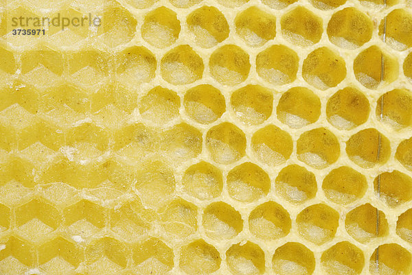 Von Bienen frisch angefertigte Wachswaben auf vorgefertigtem Wabenboden der als Vorlage dient