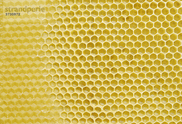 Von Bienen frisch angefertigte Wachswaben auf vorgefertigtem Wabenboden der als Vorlage dient