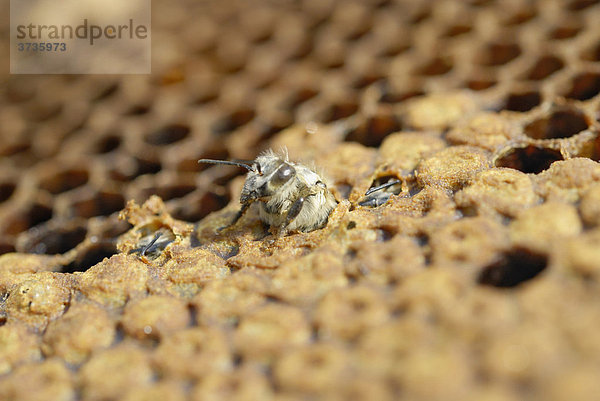 Jungbiene (Apis mellifera) schlüpft aus einer Brutzelle im Wabenbau  weitere Bienen haben die Zellen bereits geöffnet