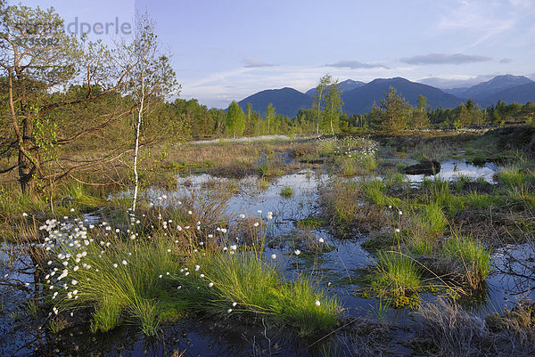 Vernässtes  renaturiertes Grundbeckenmoor mit Blüten von Wollgras Scheidenwollgras (Eriophorum vaginatum) bei Rosenheim  Bayern  Deutschland  Europa