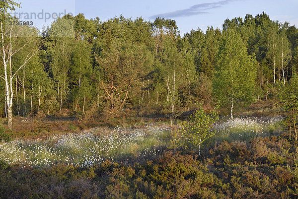 Wollgras Blüten in Moor Scheidenwollgras (Eriophorum vaginatum) Heidelandschaft in der Abendsonne bei Rosenheim  Bayern  Deutschland  Europa