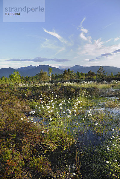 Vernässtes  renaturiertes Grundbeckenmoor mit Wollgras Blüten Scheidenwollgras (Eriophorum vaginatum) bei Rosenheim  Bayern  Deutschland  Europa