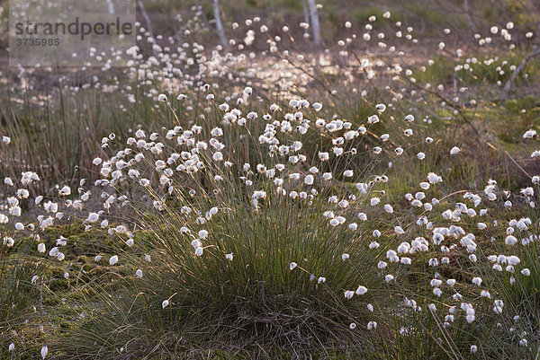 Blühendes Wollgras Scheidenwollgras (Eriophorum vaginatum) bei Rosenheim  Bayern  Deutschland  Europa