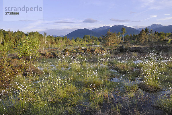 Vernässtes  renaturiertes Grundbeckenmoor mit Wollgras Blüten Scheidenwollgras (Eriophorum vaginatum) bei Rosenheim  Bayern  Deutschland  Europa