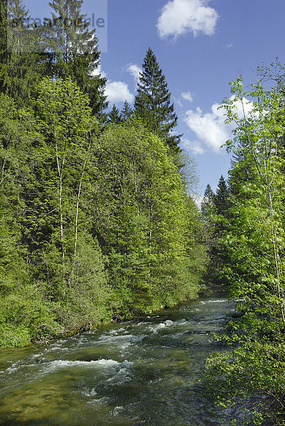Alpenfluss im Frühling von Mischwald gesäumt  Leitzachtal  Bayern  Deutschland  Europa