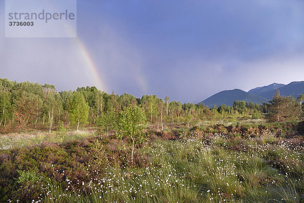 Frühling in Moorlandschaft mit Heidekraut am Alpenrand mit Regenbogen  bei Rosenheim  Bayern  Deutschland  Europa