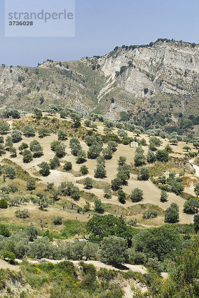 Ölbaume in mediterraner Landschaft bei Stilo  Kalabrien  Süditalien  Italien  Europa