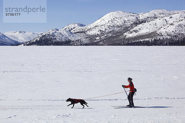 Frau beim Skijöring  Skifahren mit einem Schlittenhund  Fish Lake  Yukon Territory  Kanada
