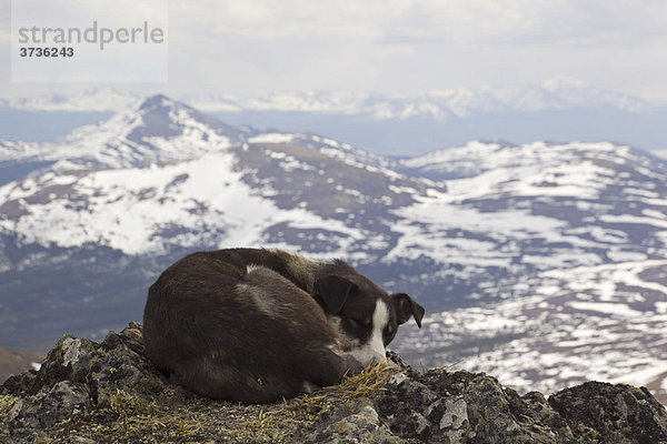 Ruhende Schlittenhund  zusammengerollt  Alaskan Husky  Berg Mt. Lorne und Berge des Pacific Coast Gebirges dahinter  Yukon Territory  Kanada  Nordamerika
