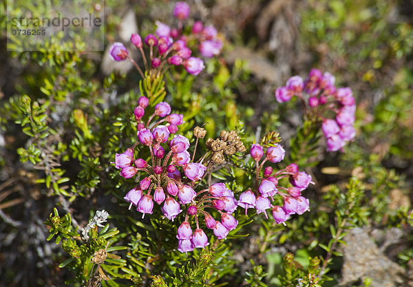 Heidekrautgewächs  rosafarbene Moosheide (Phyllodoce empetriformis)  Chilkoot Trail  Chilkoot Pass  Yukon Territory  British Columbia  Kanada
